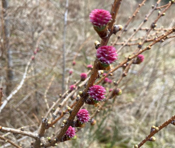 Larch Tree in Spring